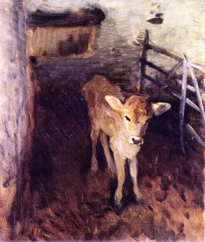 A Jersey Calf