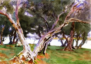 Olive Trees, Corfu