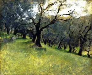 Olive Trees