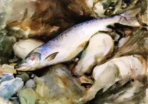 Study of Salmon